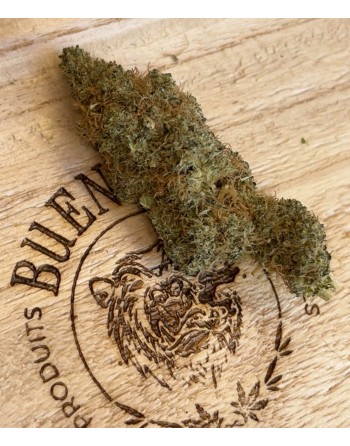 Fleur CBD Mandarina Hydro indoor, têtes denses et arômes d’agrumes.