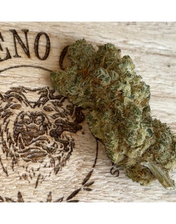 photo de la fleur Amnésia Hydro