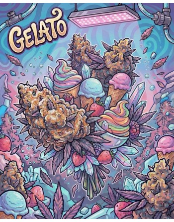 illustration de la fleurs Gelato hydro