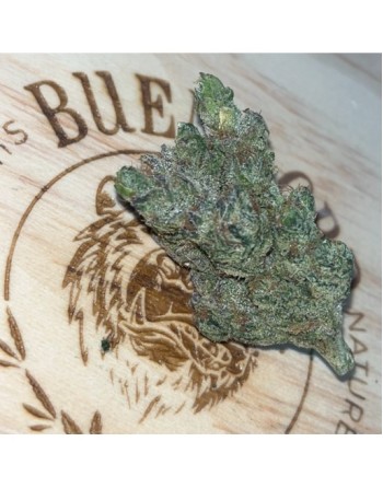 Photographie white widow hydro