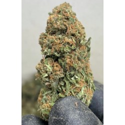 Orange bud