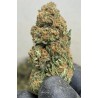 Orange bud