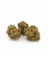 Skunk